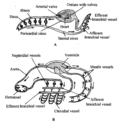 Open type of circulatory systems, Biology